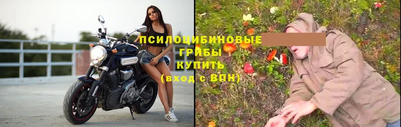 Галлюциногенные грибы прущие грибы  OMG как зайти  Ардатов 